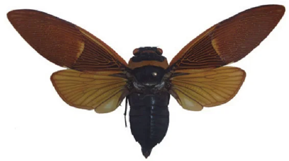 昆虫图片及昆虫的形态特征有哪些(图3)