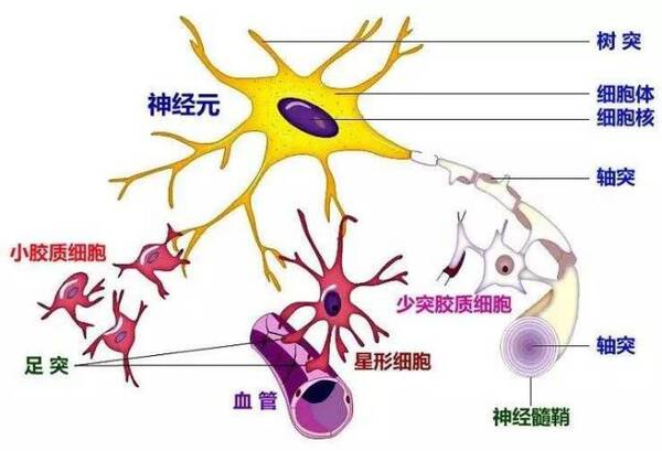 张大大在星空演讲透露其母患有胶质瘤，一文读懂这种癌症
