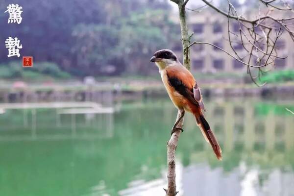 喔咿振迅欲飞鸣是什么生肖，揭晓诗意解释