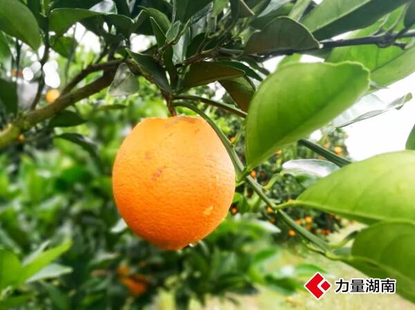 揭秘新宁中国脐橙之乡,橙意邀您11月20日1