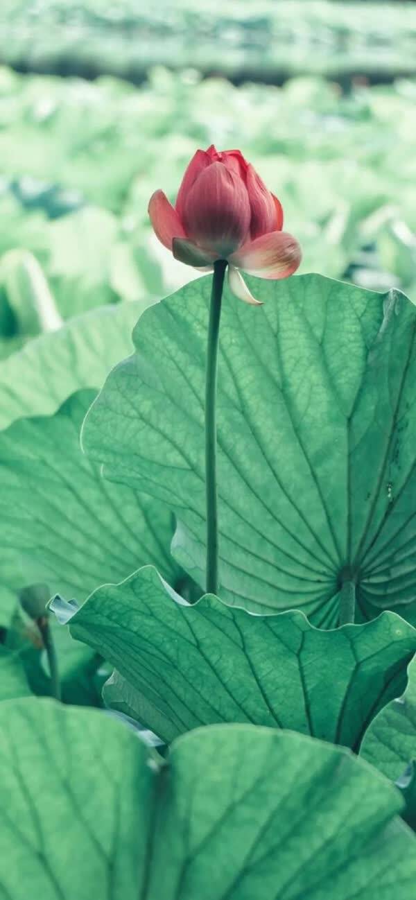 iPhoneX壁纸 | 苹果全面屏手机壁纸