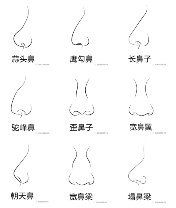 鼻子类型