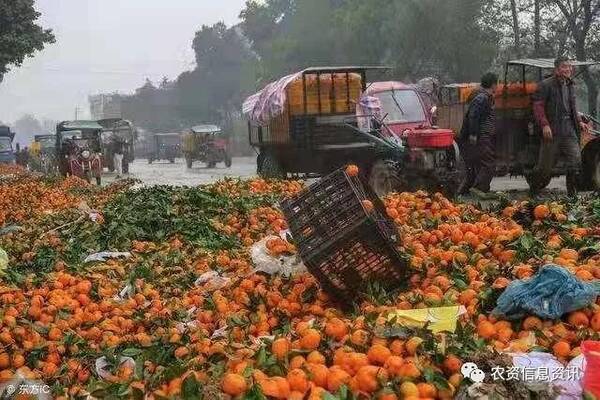 广西大量柑橘滞销,谁来拯救岌岌可危的局面?