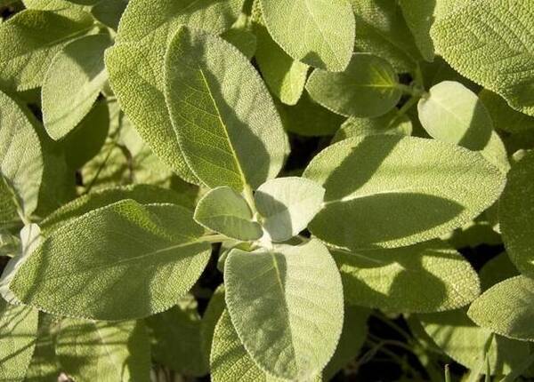 头皮毛囊炎总不好,谨防一种黄色菌作怪,2招清