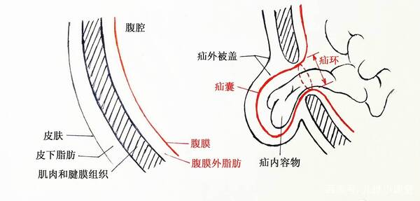 什么小肠成语_小肠在什么位置图片(3)