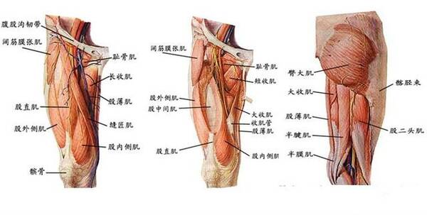 大腿根部疼痛 来自搜狐网