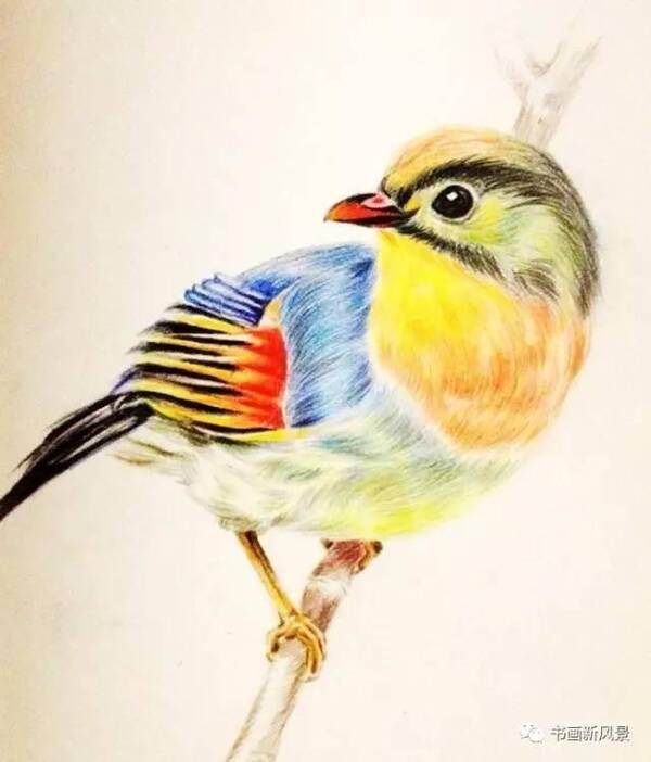 彩铅怎么画鸟