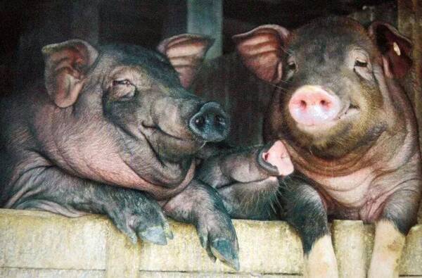 哈哈哈哈哈!刘强东也养猪了,阿里的专利猪笑出