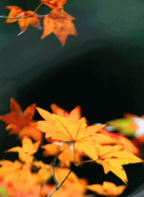 同安造水村流枫溪一年只有一次的枫叶又红了!