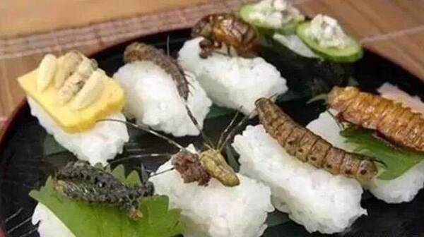 奇葩的虫子寿司,一般人不敢吃,太吓人了