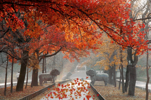 壁纸 枫叶 红枫 树 700_465 gif 动态图 动图