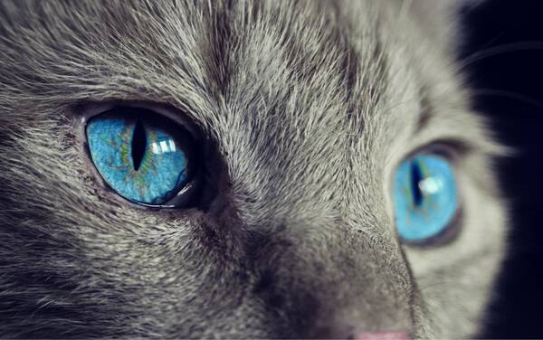 想要解决关于猫咪眼睛疾病，赶紧收藏吧! | 医疗