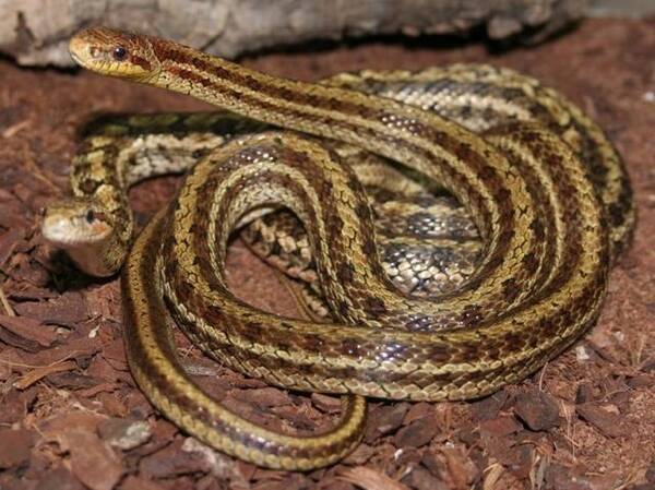 白条锦蛇、紫灰锦蛇和玉斑锦蛇俗称美女蛇是三种无毒的蛇类!