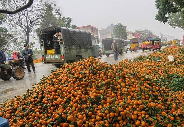 广西柑橘大量滞销 柑橘刚上市不景气 堆积国道