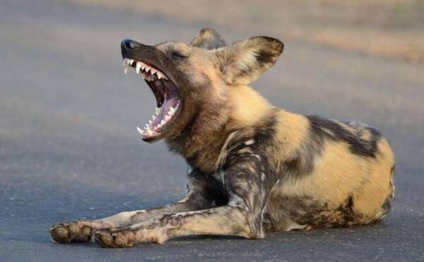 多少只非洲野狗能干掉一只鬣狗?鬣狗为什么怕