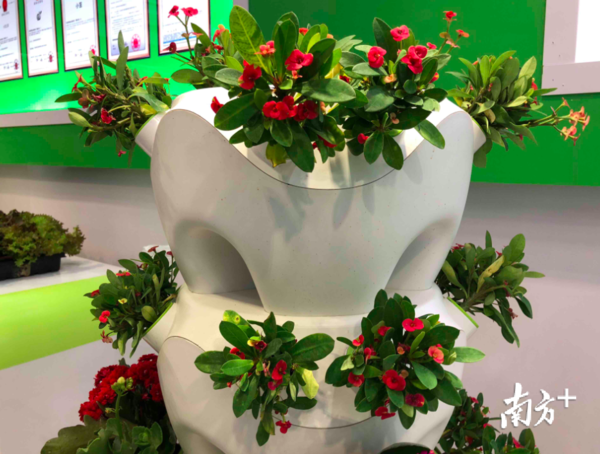 视频 | 无土栽培,APP收割,阳台轻松变菜园!