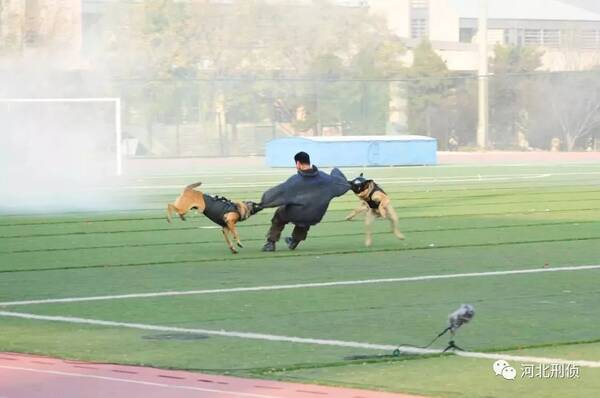 全国警犬技术比赛结束,河北省代表队荣获全国