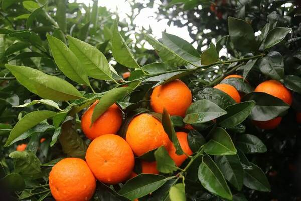 种植砂糖橘和沃柑,哪种比较有前景?详细分析…