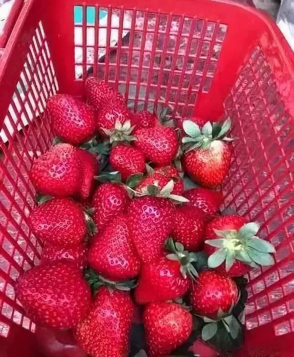 广州哪里的草莓最甜!这里!