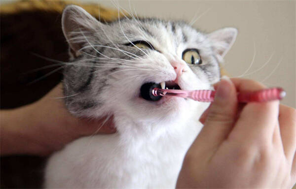听到猫咪也需要刷牙你是不是大吃一惊了呢?你知道吗?给猫咪刷牙也是一件很重要的事情呢,因为猫咪一旦患上牙周病,严重的话小到全麻洗牙,大到甚至需要拔牙。 小伙伴们可以脑想一下洗牙或者拔牙的场景,如此可怕倒不如动手帮你家主子刷刷牙! 1.猫咪刷牙需要哪些工具 指套刷头、普通刷头、360度刷头、指套型刷头、三面刷头 意及牙膏,牙膏的种类和味道有很多种,可以根据主子的喜好自行选择,但记住一点要选择可食用的牙膏。 2.