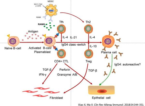 名家视点丨IgG4相关性疾病的免疫学发病