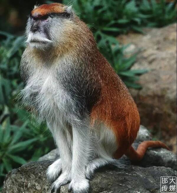 独家猛料!邯郸佛山野生动物园逆天了,提前探营带你先