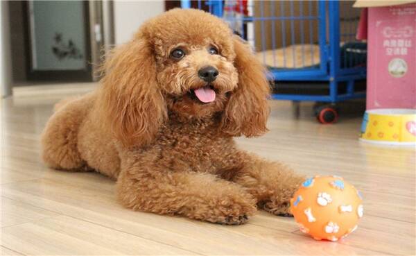 泰迪犯错,用下面五种办法惩罚它,保证它以后不