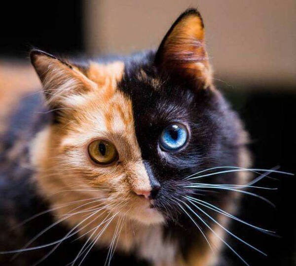 壁纸 动物 猫 猫咪 小猫 桌面 600_540