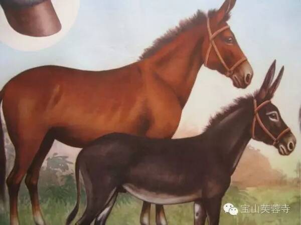 赶海的小姑娘舞蹈全部_骑马赶着驴舞蹈_骑马赶着驴广场舞