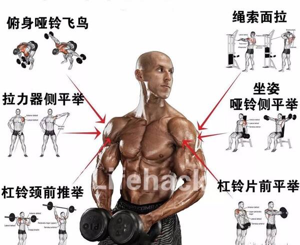 全身各部位肌肉训练动作图解,男女通用