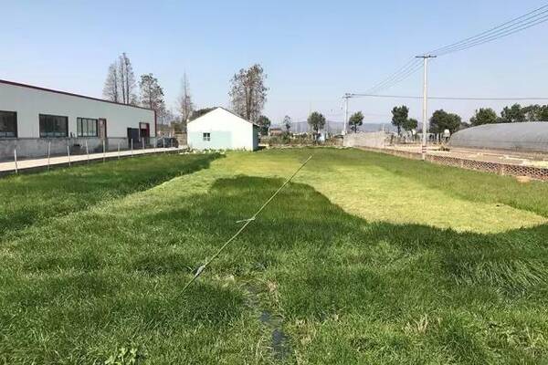 宁波这家专门吃鹅肉的店,养了一万只鹅,一天吃