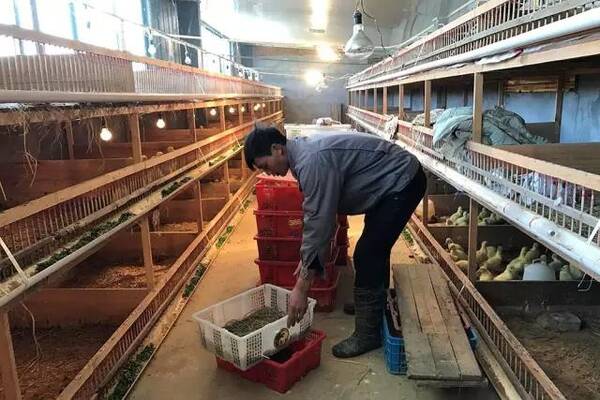 宁波这家专门吃鹅肉的店,养了一万只鹅,一天吃