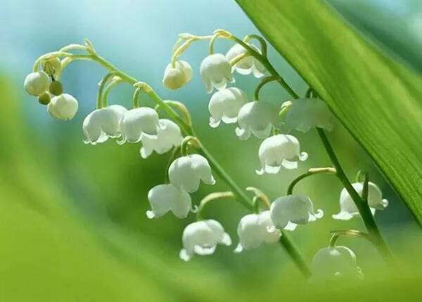 主席刚刚走访的芬兰,到底是怎样一个国家?