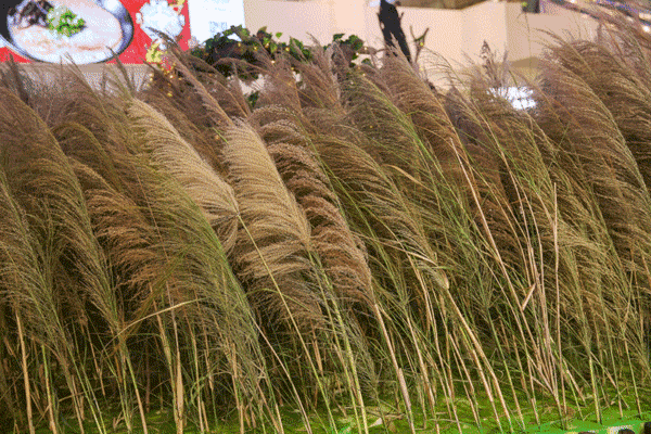 壁纸 草 成片种植 风景 绿色 植物 种植基地 桌面 800_534 gif 动态图