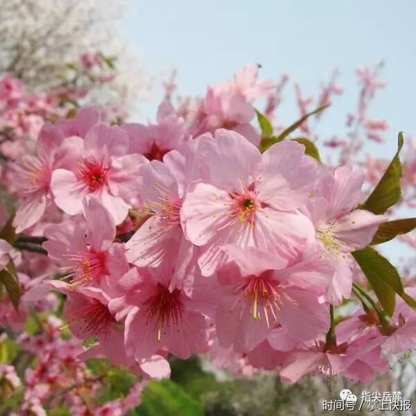 我叫桔子洲,山水洲街、双创福地欢迎你