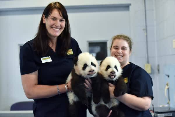 中国给外国的大熊猫早已不是免费赠送了,这买