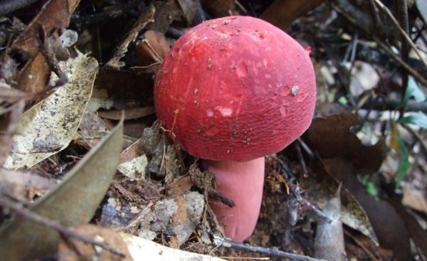 哪里产的野生红菇最好?如何分辨真假野生红菇