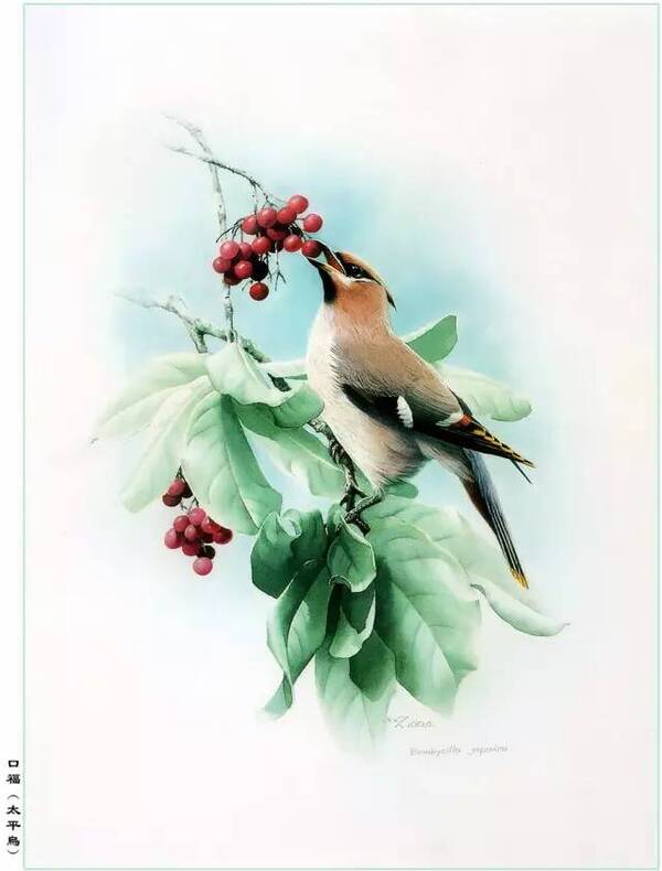 曾孝濂 《百鸟图》精选!