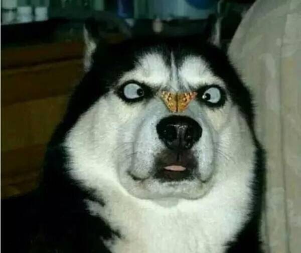 二哈表情包高清壁纸分享展示