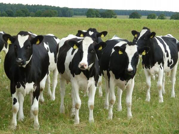 卡塔尔惨遭禁运喝不上鲜奶,四千头牛将乘坐战