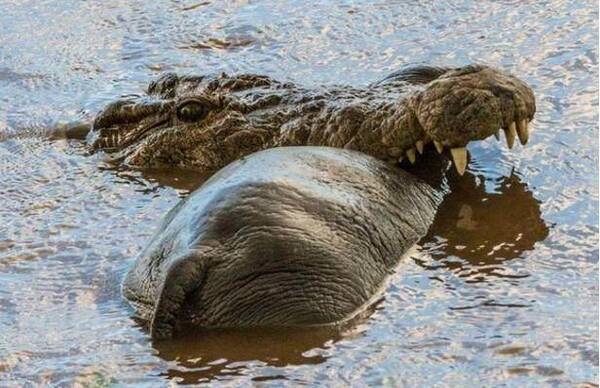 河马幼崽惨遭鳄鱼偷袭 没想到河马妈妈竟是这样做的