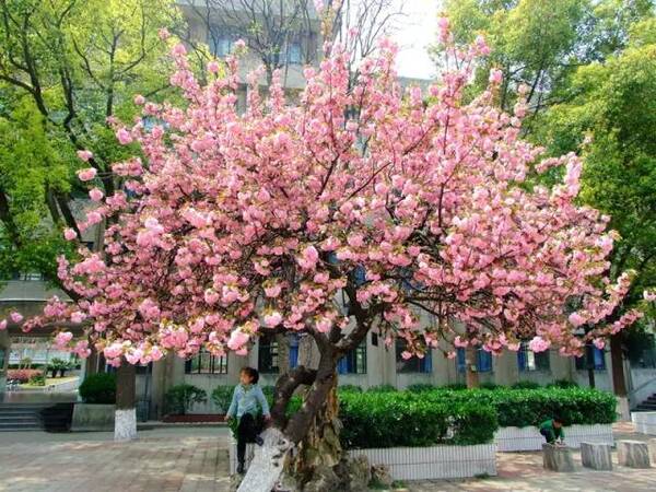 徽9所高中杀入全国顶尖中学100强!铜陵一中竟