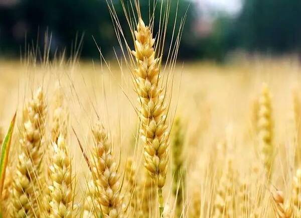 【乡愁】 麦子熟了