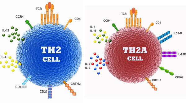 Science子刊封面揭示:特定的T细胞,过敏的