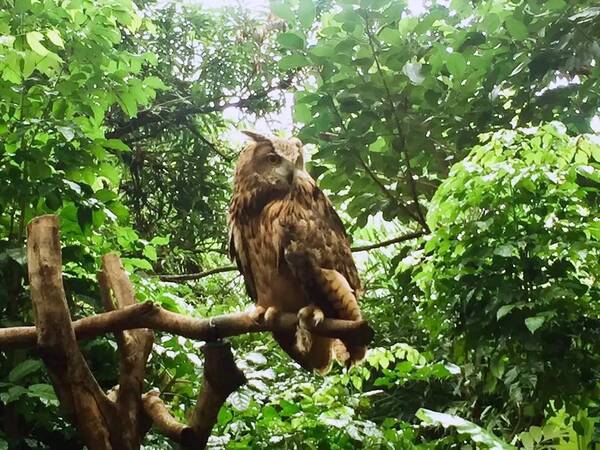 暑假攻略 | 广州长隆、珠海长隆、上海迪士尼