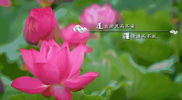 莲动天德湖——发现泰州之美 百集系列微视频(19)