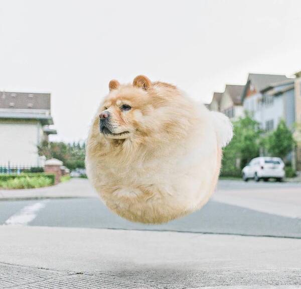 当狗狗变成球状物 常在网上看见铲屎官说自己养了一坨球,又萌又软,令人爱不释手。印度尼西亚有一位摄影师阿迪蒂亚(Aditya),利用自己的后期技术,把每个呆萌的宠物变成了真正的气球,圆圆鼓鼓的真是一瞬间胖三圈啊!让我们来看看当动物们变圆以后