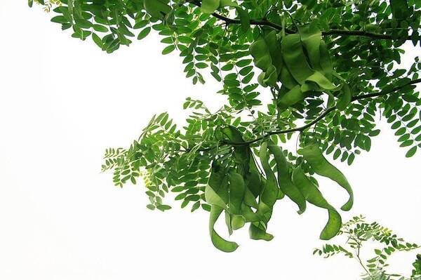 中国清洁用品发展史:从澡豆到胰子,我国古代用什么洗澡洗衣服?