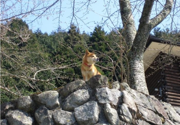 农村的鹅能看家护院?听力已经超过了狗,狗还有