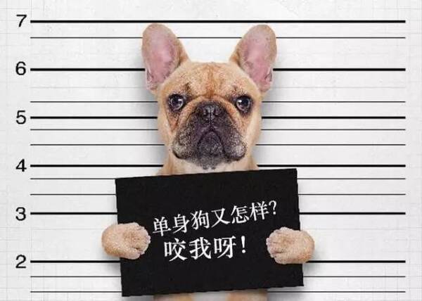 【世情百态】 单身社会来了,看看都有谁在凭实力单身!